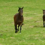 ベッド・アンド・ブレックファスト Ancien Haras De La Tour Lamothe-Landerron