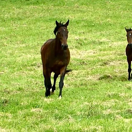 Ancien Haras De La Tour Отель типа 