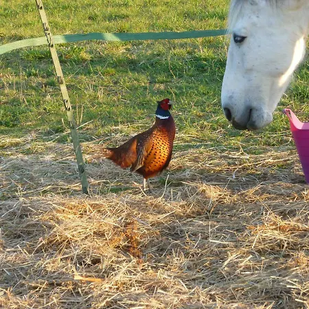 Ancien Haras De La Tour Couette-café 4*
